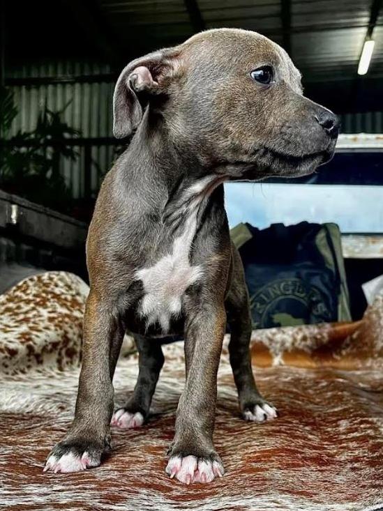 A blue fawn staffy puppy remains missing. Picture: Queensland Police