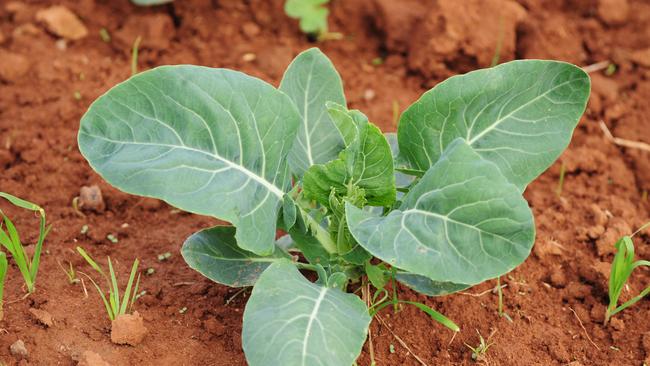 Vegetable farming Werribee. Cauliflower crop. vegetables.