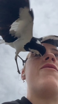 Woman nearly loses eye to swooping magpie