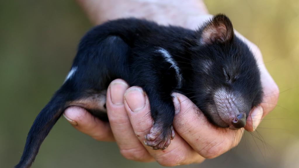 Tasmanian Devil : Australia's Science Channel | Tasmanian devil cancer ... : Hundreds of years ago, tasmanian devils not only lived in tasmania, but also on the australian mainland.