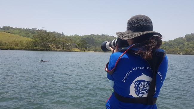 Charity Dolphin Research Australia is asking the public for help surveying dolphin populations in the Tweed's waterways.