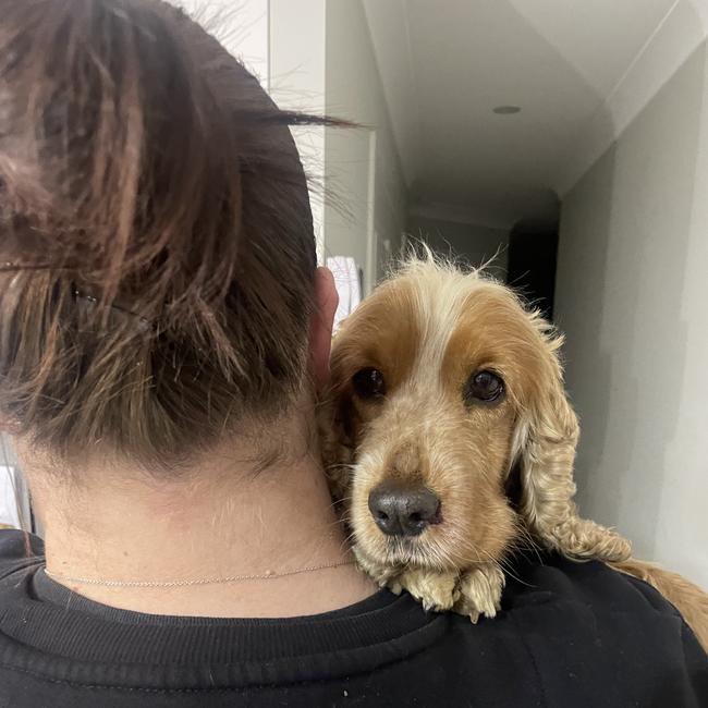 Cocker spaniel Goldie back in loving arms at her home at Grasmere, near Camden, after her six-day adventure. Picture: Supplied