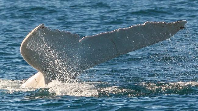 White Whale Migaloo Returns To Spotted Along Nsw’s Coastline 