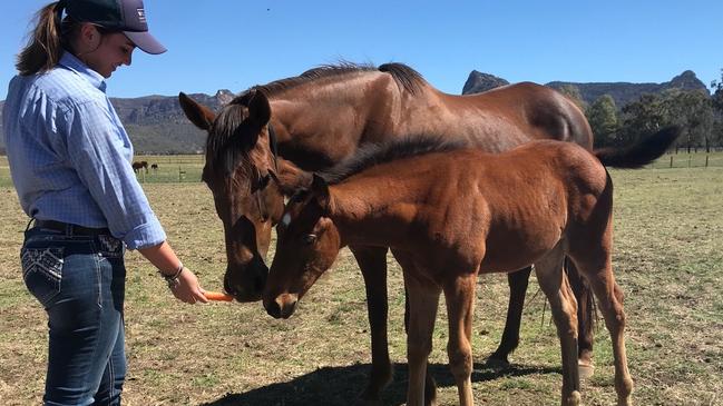 Vow And Declare’s mother Geblitzt with her new foal.