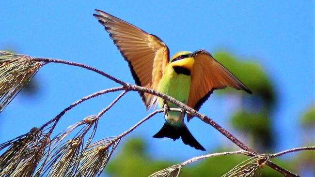 LOOK OUT: A rainbow bee eater ready for flight. Picture: Hugh Maxwell