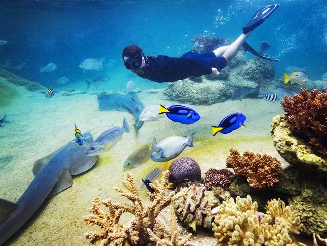 Marine biologist Johnny Gaskell swimming on the living reef in the free form coral lagoon at Daydream Island, home to over 100 species of marine fish, rays, coral and invertebrates. Picture: 