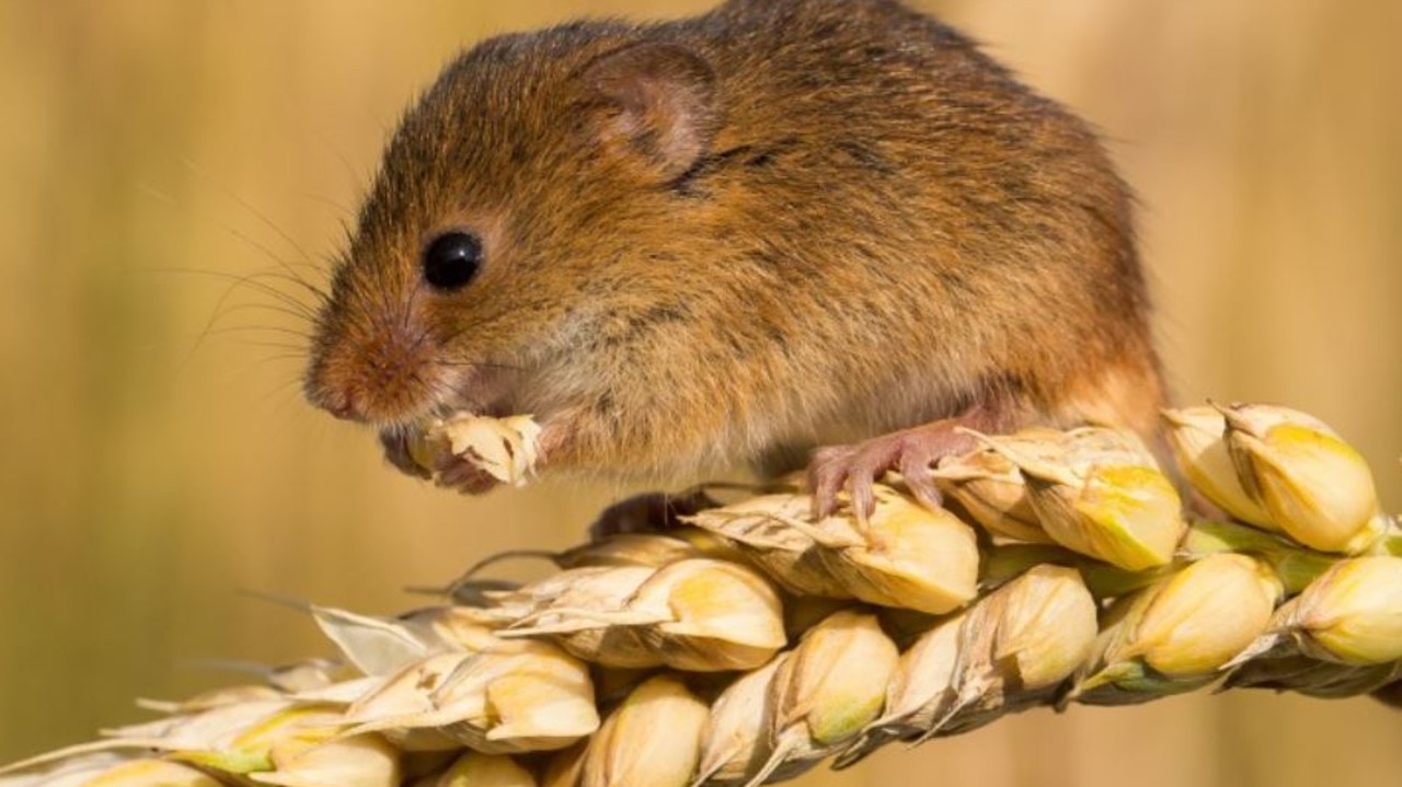 Another mouse plague? Farmers expose toll of paddock mice | The Chronicle