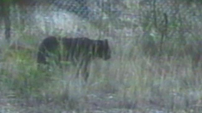 Speculation about the Blue Mountains panther suggests their could be animals we don’t know about in Australia that are still alive.