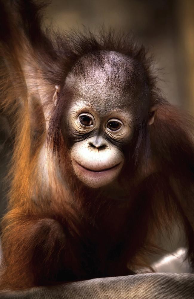 All smiles ... This baby orangutan was photographed at Krefeld Zoo in Germany. (PICTURE: PICTURE MEDIA).