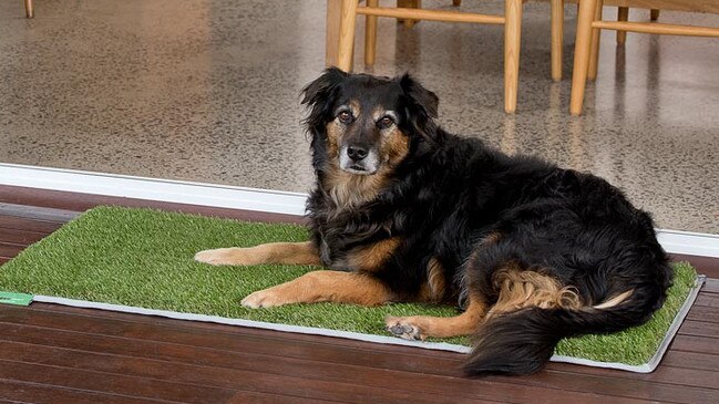 Turns out pets love the mats as well. Picture: Supplied