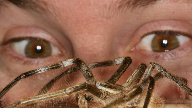 Huntsman spider photo scaring the internet | The Courier Mail