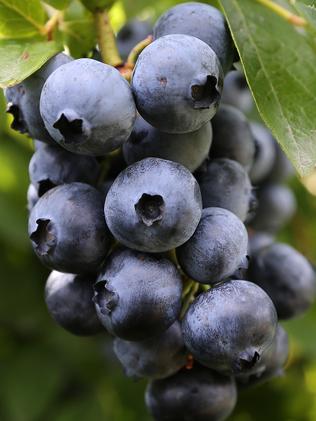 Fresh blow for blueberry growers with new detection of blueberry rust ...