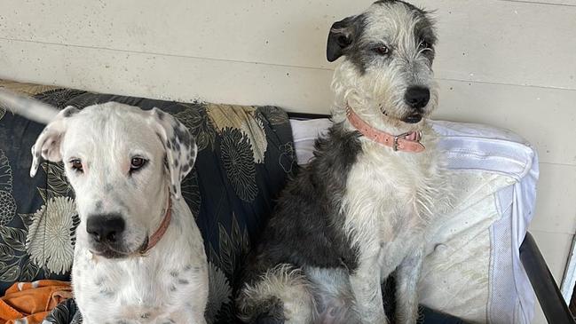 Winners of this year's Roma's cutest dog competition Pepper and Molly the Wolfhounds. Picture: Supplied.