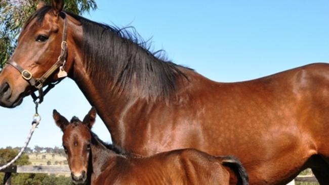 Winx as a foal with dam Vegas Showgirl