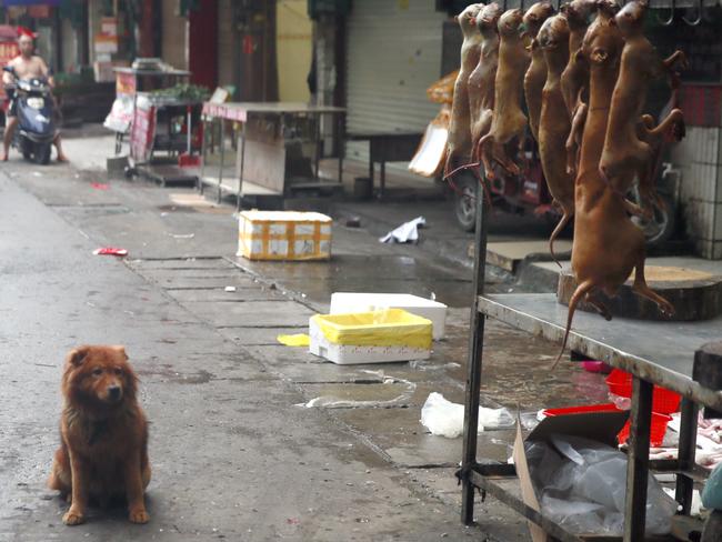 A dog stares at others hung up for sale in Dong Kou market. Picture: Humane Society International