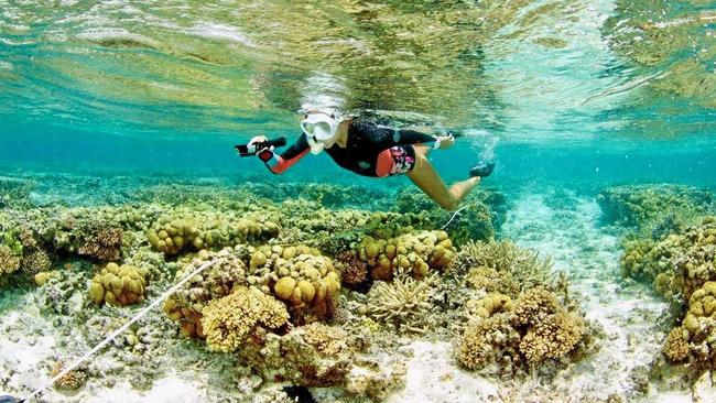 IMPRESSIVE OFFICE: SCU researcher Kay Davis working at One Tree Island. Picture: SCU