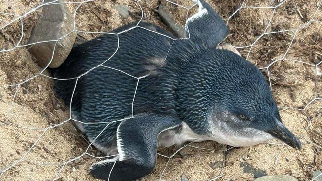 A Little Penguin trapped inside development fencing at Cooee Beach, Burnie. Picture: Supplied.