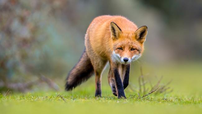 It’s believed the fox was running wild on the property before it was captured.