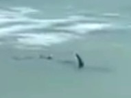 Scary moment 4m shark cirles in shallows at popular surf beach