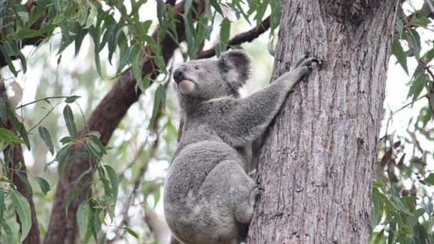 A koala in Toohey Forest. Photo: Toohey Forest Wildlife