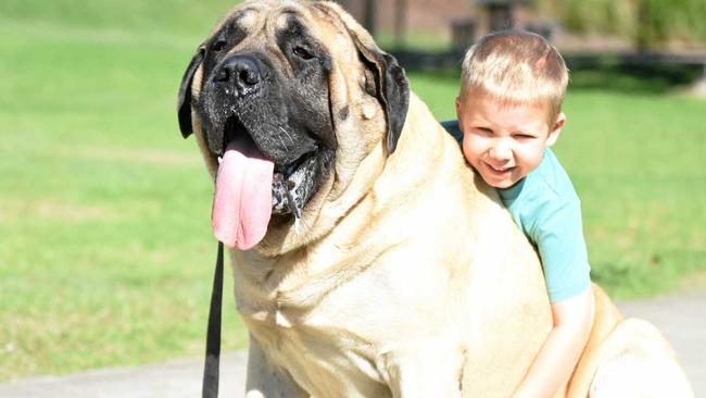 Layne Miller cuddles up to Bear on the RSPCA Million Paws Walk on Sunday. Picture: Frances Klein