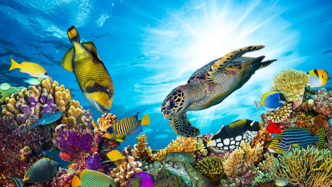 colorful coral reef with many fishes and sea turtle