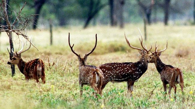 Herd of wild deer.