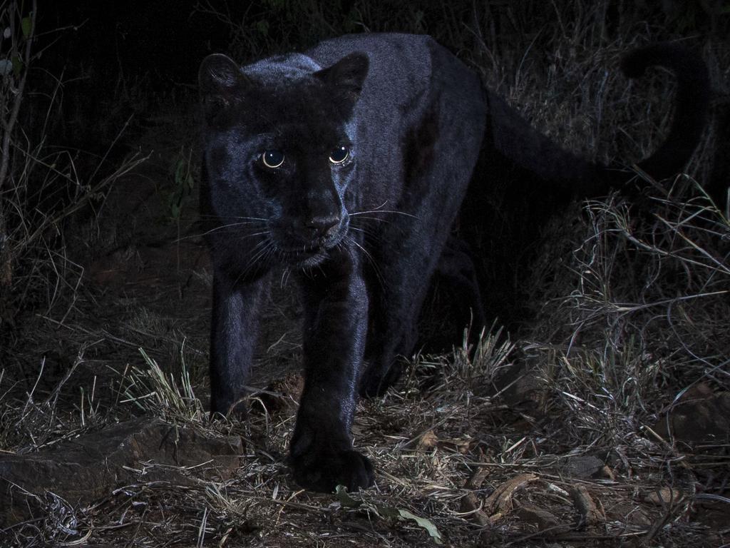 Approaching black leopard Our beautiful pictures are available as