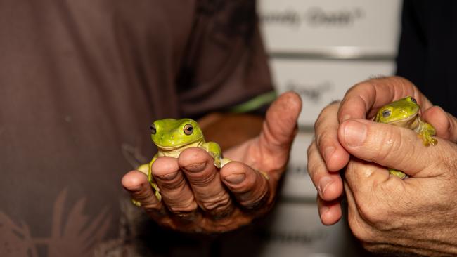 Noonamah Tavern frogs on Melbourne Cup day. Picture: Pema Tamang Pakhrin