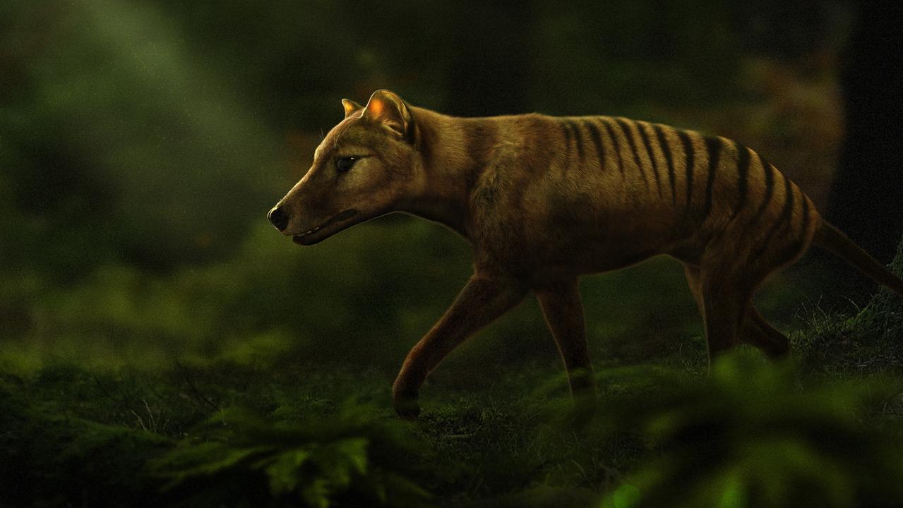 The thylacine once lived in Tasmania. Picture: Colossal