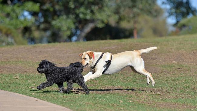 There are calls for an off-leash dog park at Petrie to be relocated. (AAP/Troy Snook)