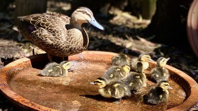 This family of ducks was killed by a cat which broke into an enclosure at Minton Farm. Picture: Bev Langley