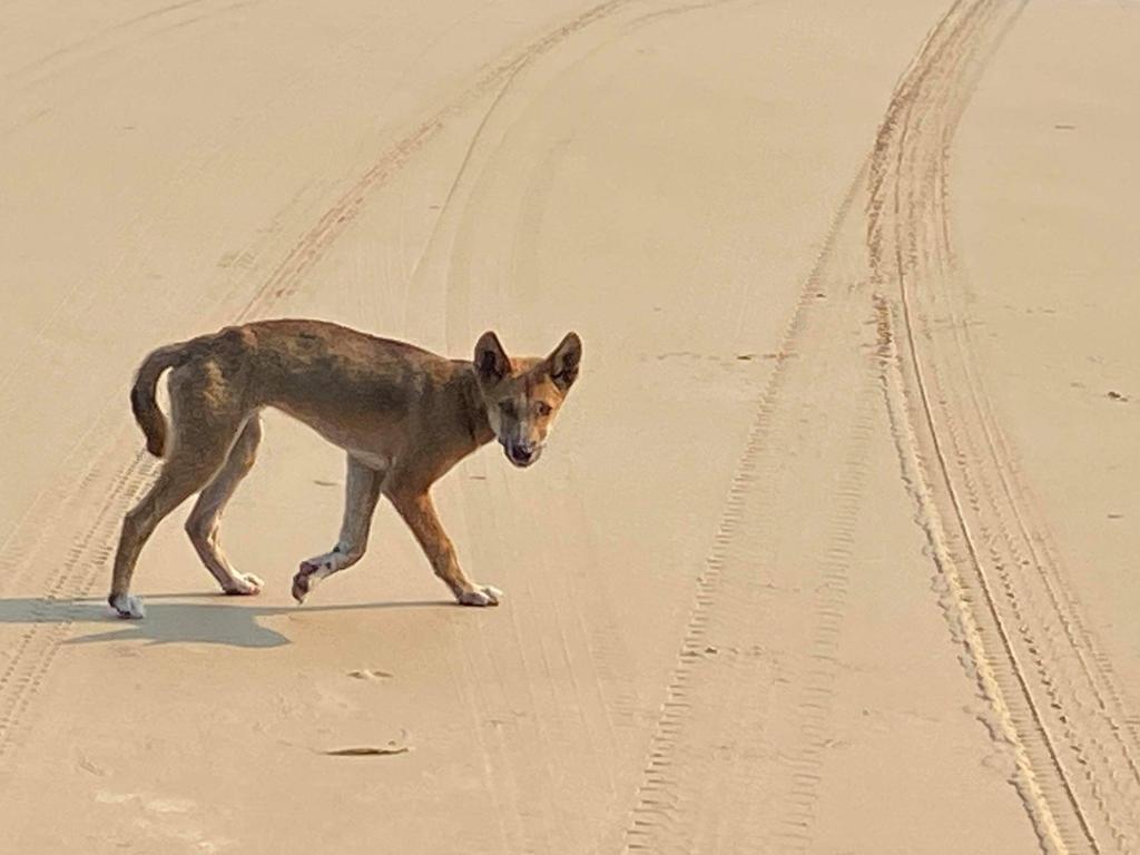 QPWS says feeding dingoes makes the animals become less afraid of humans, leads to further interaction with people and, consequently, more dingo attacks.