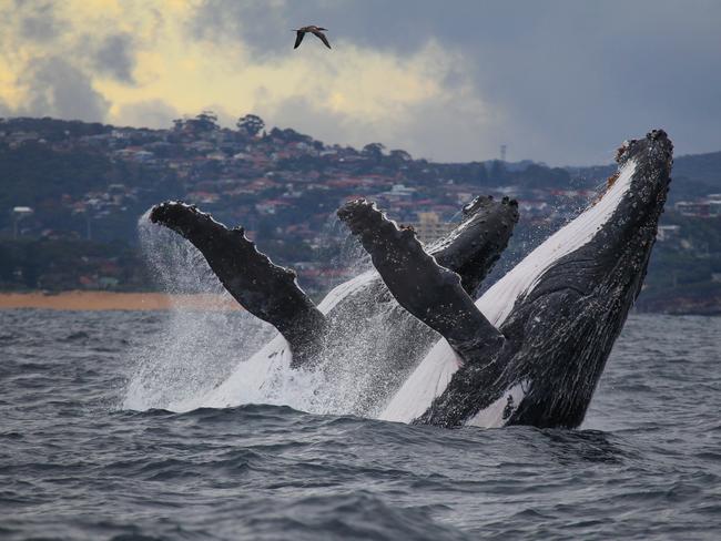 A rare double breach just off Manly Beach. Picture: Jonas Liebschner of Whale Watching Sydney