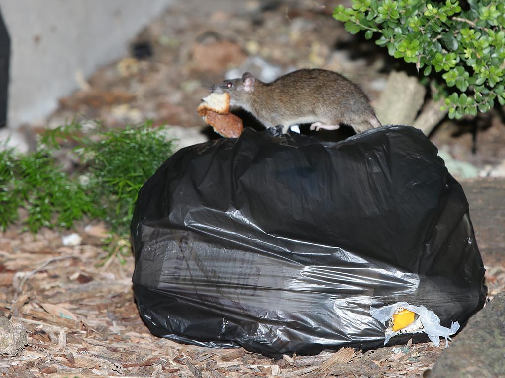 Coronavirus NSW: Hordes of hungry rats storm Sydney in search of food ...