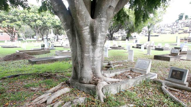 This fig tree has overtaken William Drysdale’s grave. Picture: Steve Pohlner