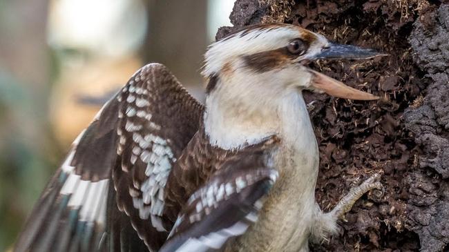 A kookaburra attacks a termite nest for food. Taken with a Nikon Z50. Picture: Ron Bonham