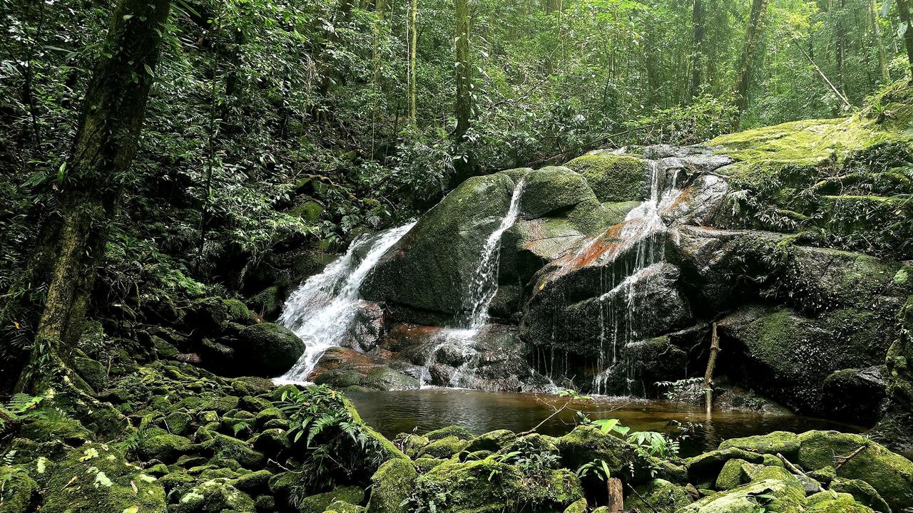 One of Wooroonooran National Park’s lush, green creeks.