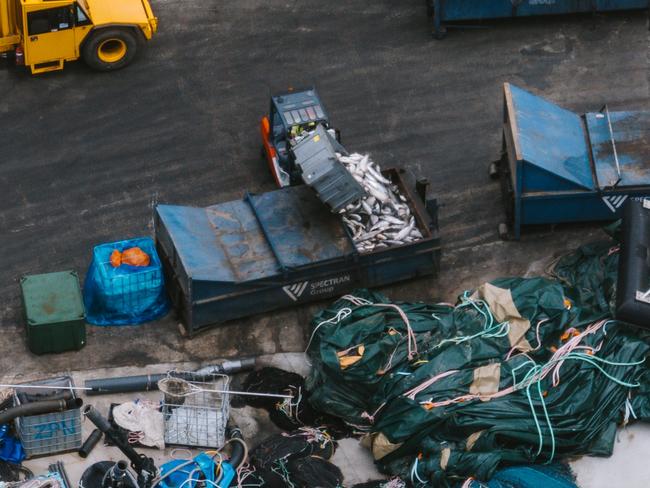 Live fish were placed into a waste bin alongside dead fish at a Huon Aquaculture site. Picture: Bob Brown Foundation