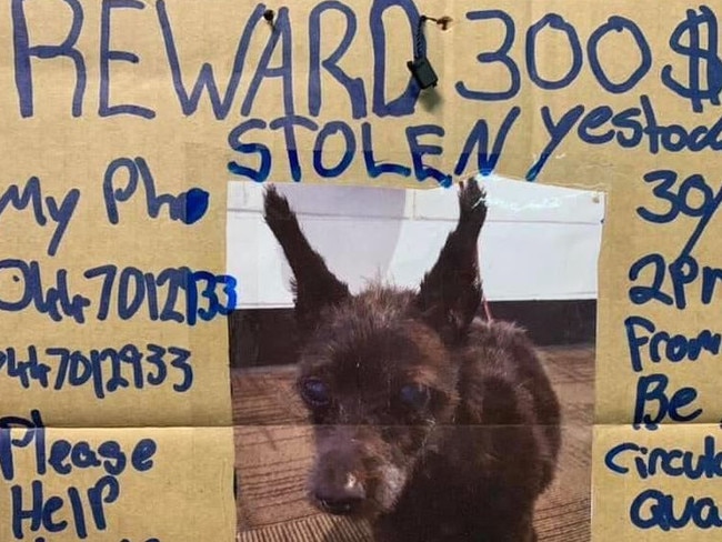 Nathan's beloved dog Shaggy went missing from Circular Quay on Sunday.