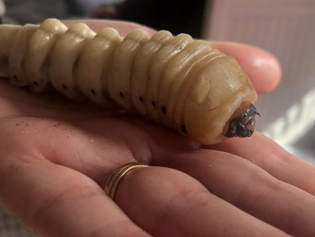 The Herrington family of Tintenbar pulled this whopper from a rotting stump in northern NSW.