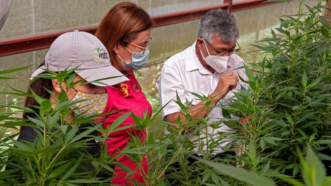 Agronomists of the Tissue Culture Laboratory of Los Diamantes Experimental Station of the Costa Rican Ministry of Agriculture, work in the cultivation of cannabis for medicinal use in Guapiles, Costa Rica, on December 4, 2020. - In 2018, Costa Rican Rodrigo Martin was diagnosed with head cancer that caused problems in his right eye. Martin's cancer metastasized and the various oncologists who evaluated him agreed that he had three to six months to live. More than two years later, Martin is convinced that he is alive due to the medicinal cannabis he takes every day. (Photo by Ezequiel BECERRA / AFP)