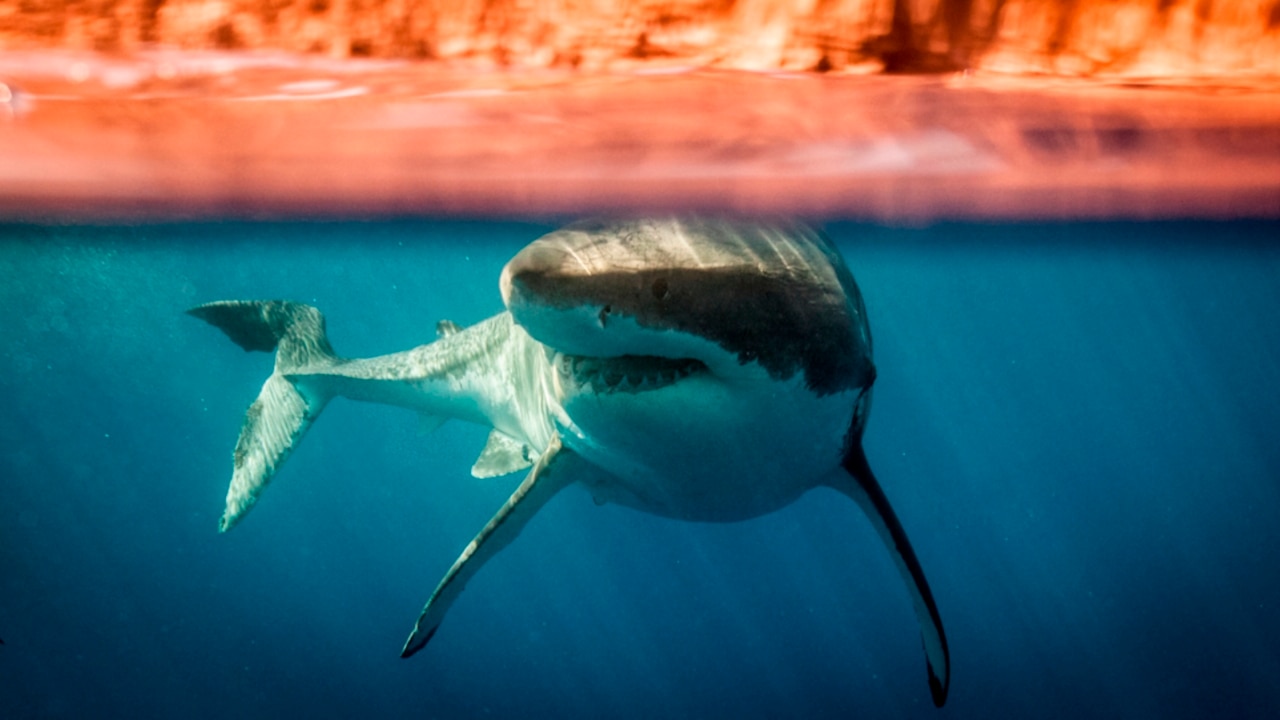 Shark spotters take flight in WA