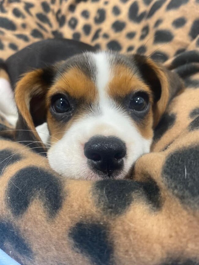 This is Rosalie from HELENSVALE. She is the cutest puppy because she is sweet and sassy . She is 10 weeks old and loves playing in the back yard