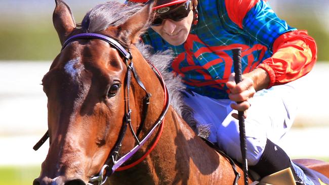 Cannyescent has a chance to make amends at Rosehill on Saturday. Picture: Mark Evans