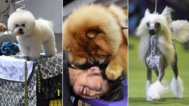 Candace Chien plays with a Chow Chow in the benching area on Day One of competition at the Westminster Kennel Club 142nd Annual Dog Show in New York on February 12, 2018. / AFP PHOTO / TIMOTHY A. CLARY