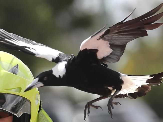 Postie Jeff Kreis gets swooped by a magpie in Greenslopes.  Pic Peter Wallis