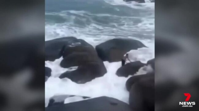 The harrowing moment Mehdi is hit by a wave at Granite Island (7NEWS)