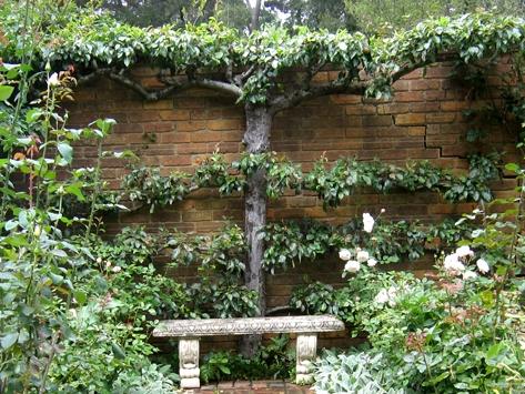 An espaliered pear tree. Picture: Merrywood Plants