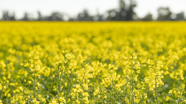 Canola in flower. Picture: Zoe Phillips